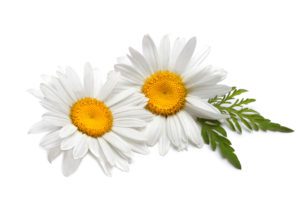 Two daisies with leaves on a white background