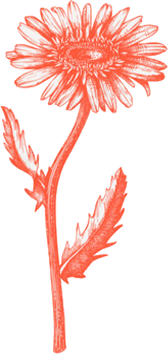 A red flower with leaves growing from it.